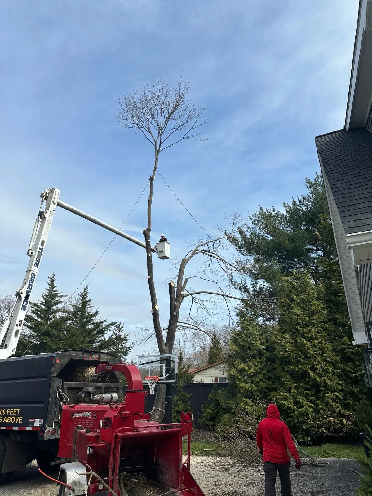 A crew member beside the red chipper while the bucket truck works on a tree behind a house