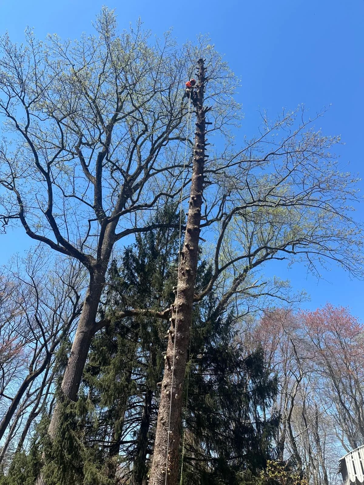 A climber at the top of a tall stripped trunk, taking a tree down in sections against a blue sky