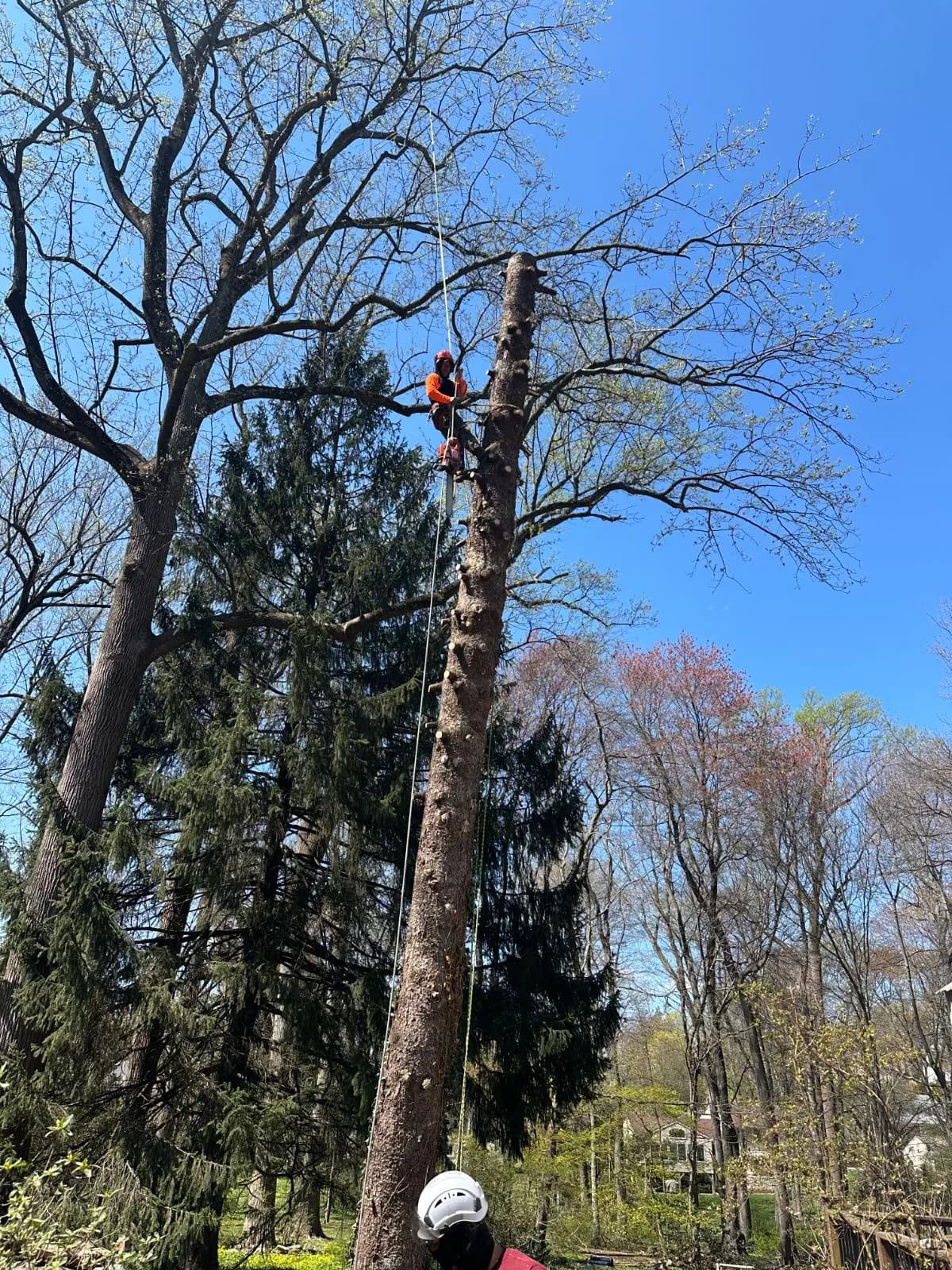A climber roped high on a limbed-out trunk during a tree removal, with a helmeted groundman below
