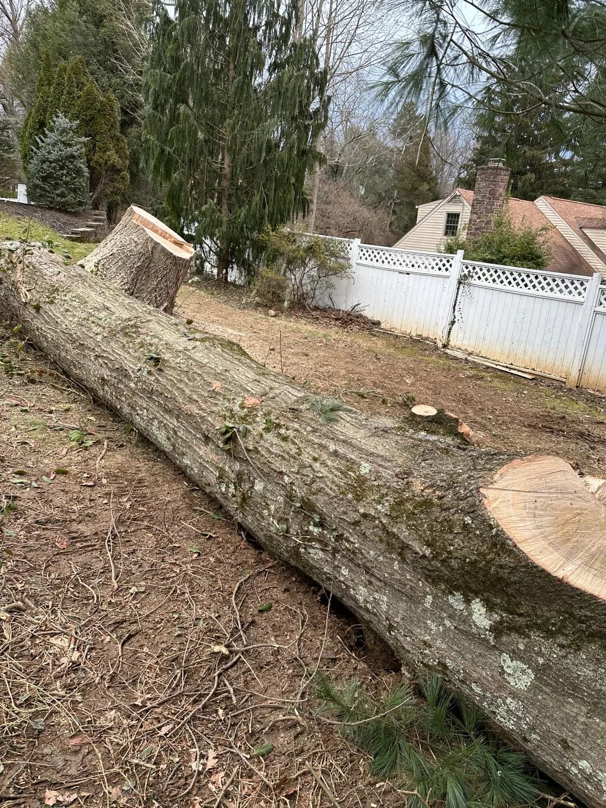 A felled trunk lying beside its fresh stump in a fenced backyard