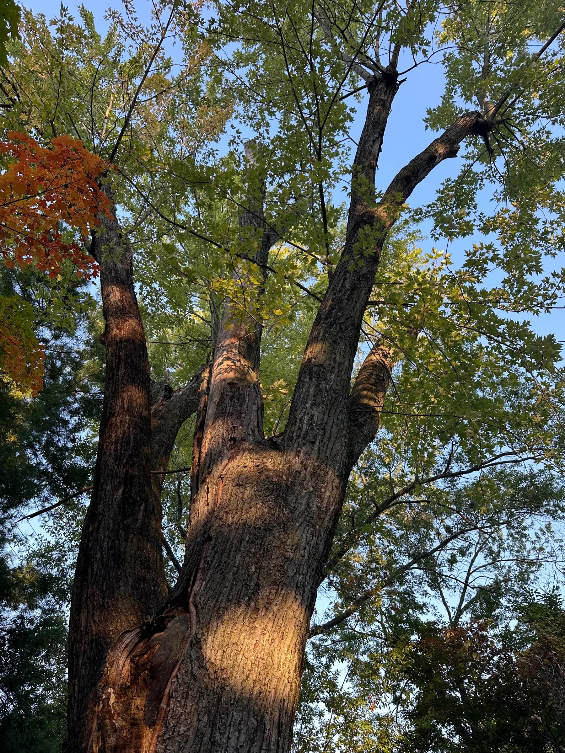 Looking up the trunks of a mature multi-stemmed tree into a full crown in early autumn