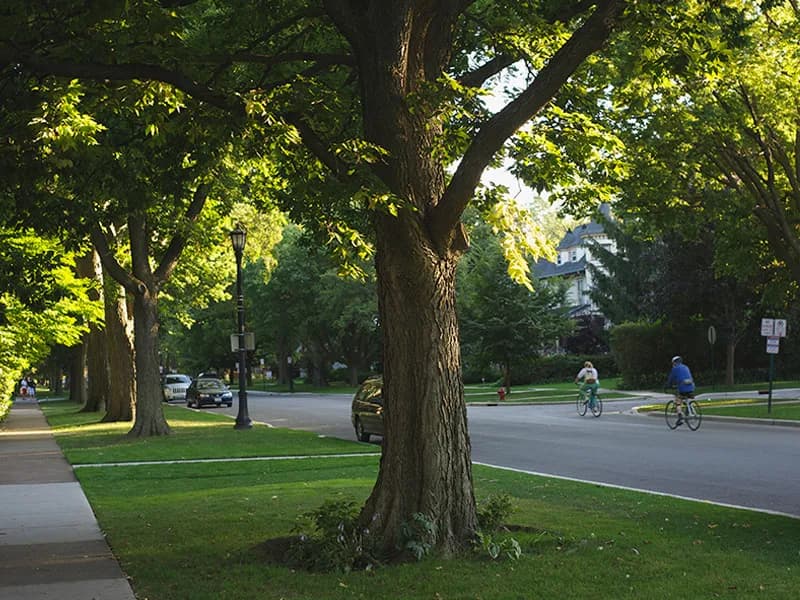 The trunk and broad canopy of a healthy mature tree on a residential street