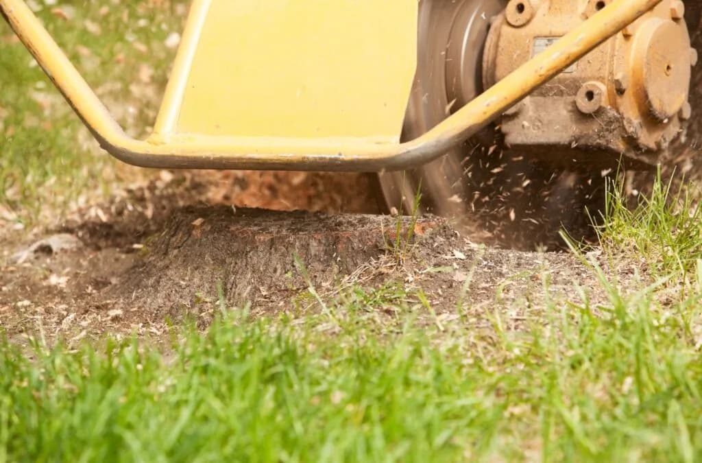 A stump grinder's cutting wheel working down a stump in a lawn, wood chips flying